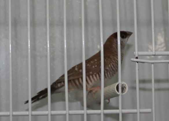 Diamante zebrato bruno (maschio)