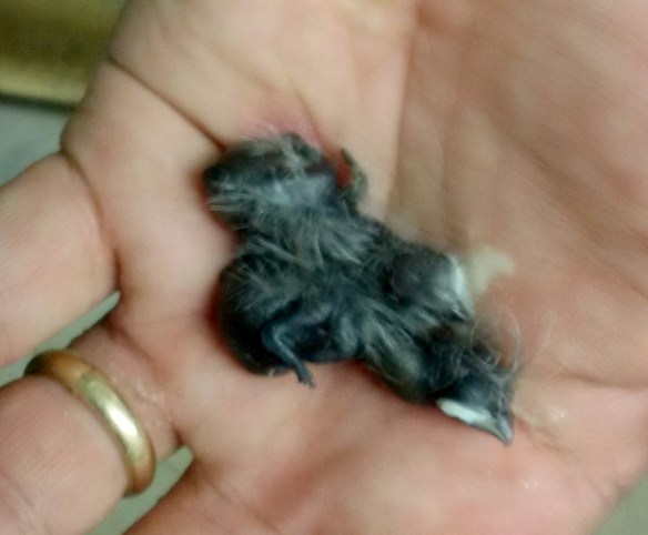 Amadina testa rossa appena nati