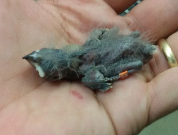 Amadina testa rossa a 7 giorni di vita