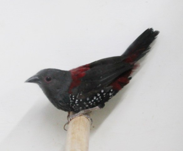 Astrilde di Dibosky (maschio)