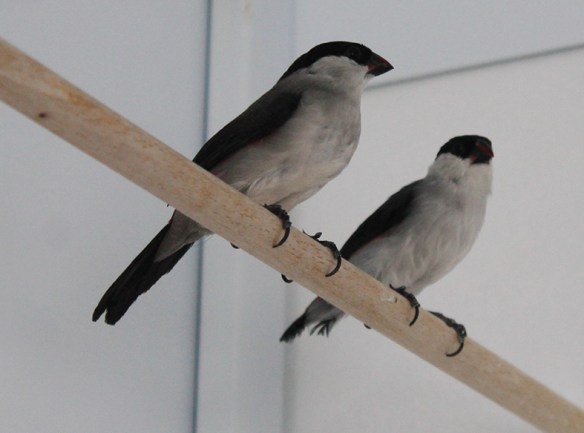 Estrilde Nonnetta (coppia)