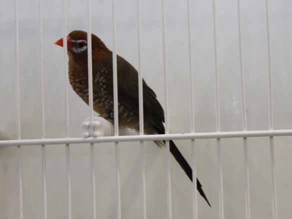 Granatino purpureo (femmina)