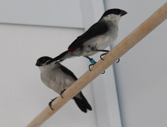 Estrilde Nonnetta (coppia)