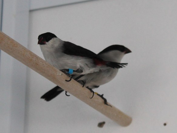 Estrilde Nonnetta (coppia)