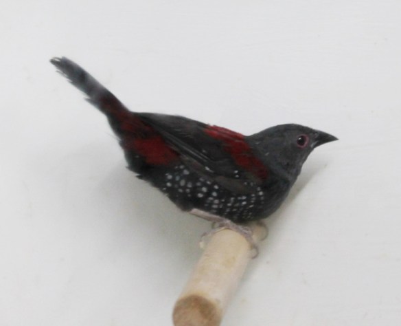 Astrilde di Dibowskii (maschio)