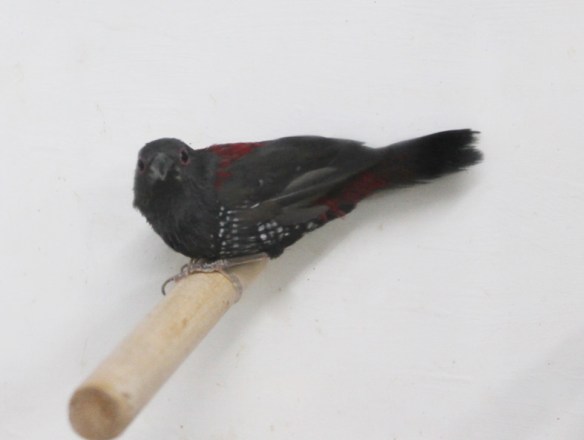 Astrilde di Dibowskii (maschio)