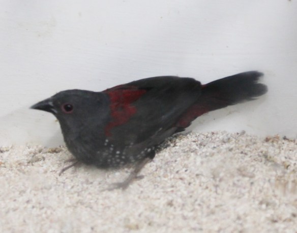 Astrilde di Dibowskii (maschio)