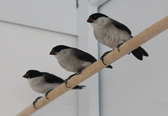 Estrilde connetta in colonia