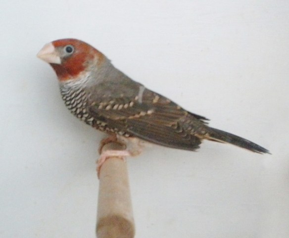 Amadina testa rossa (maschio)