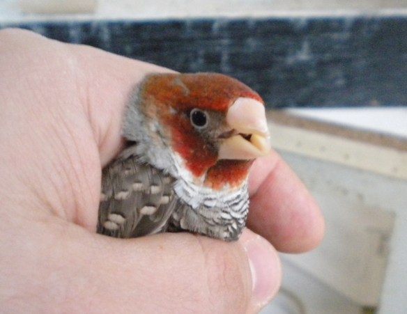 Amadina testa rossa (maschio)