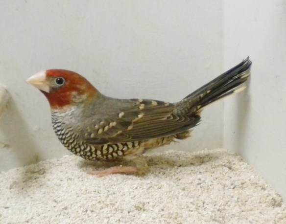 Amadina testa rossa (maschio)