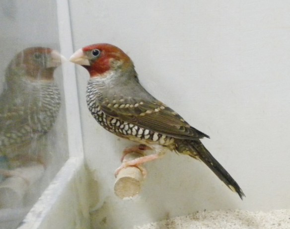 Amadina testa rossa (maschio)