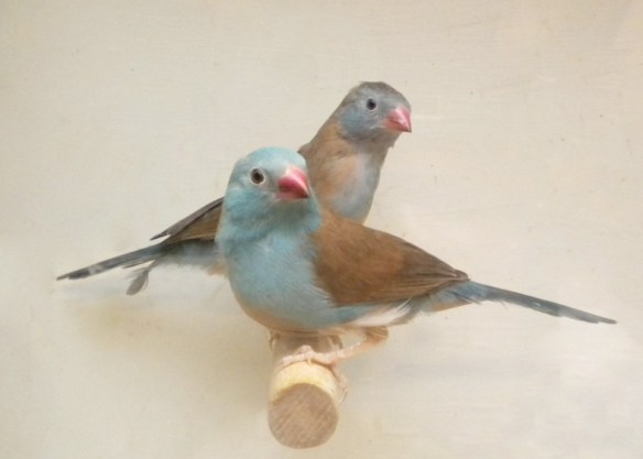 Astrilde azzurro (coppia)