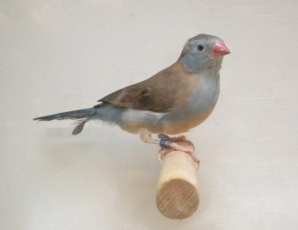 Astrilde azzurro (femmina)