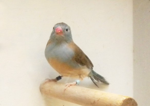 Astrilde azzurro (femmina)