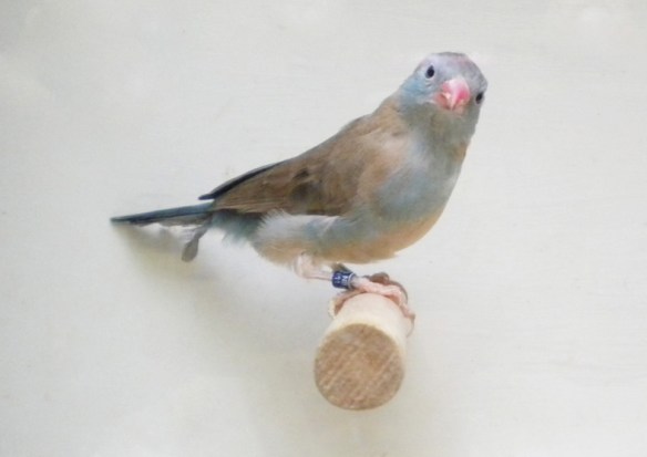 Astrilde azzurro (femmina)