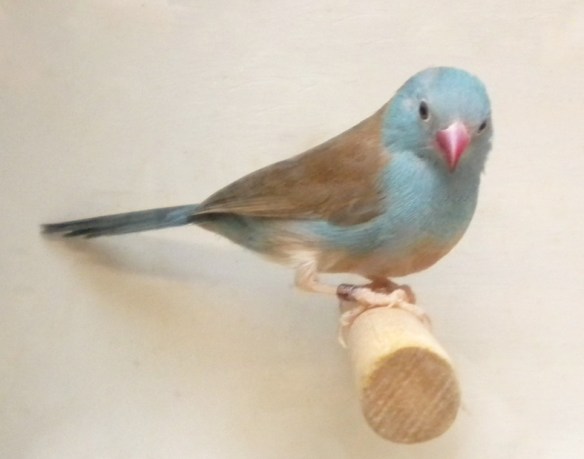 Astrilde azzurro (maschio)