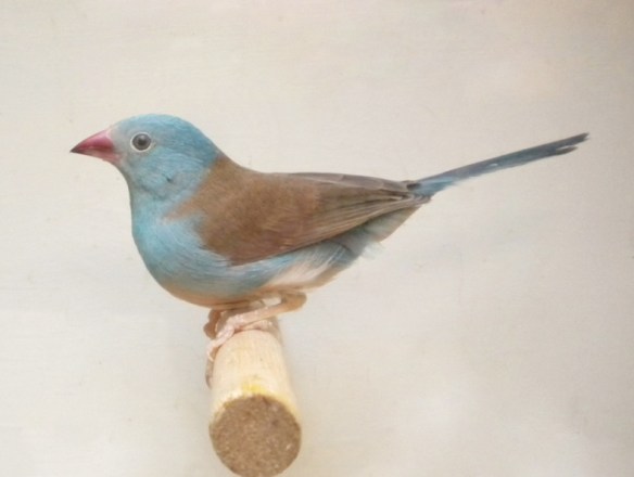 Astrilde azzurro (maschio)