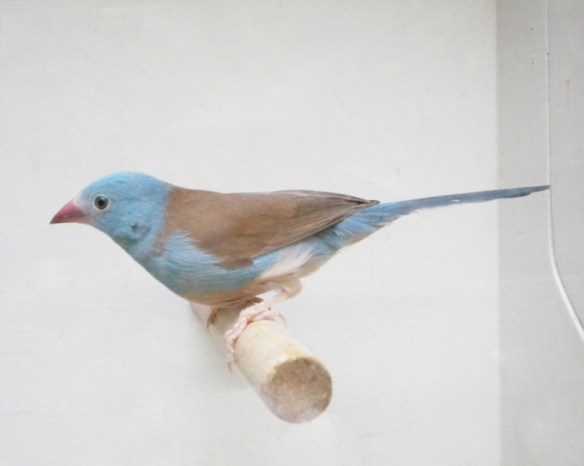 Astrilde azzurro (maschio)