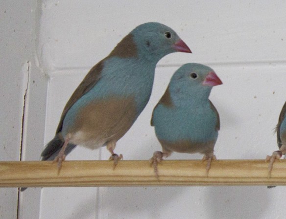 Astrilde azzurro (coppia)