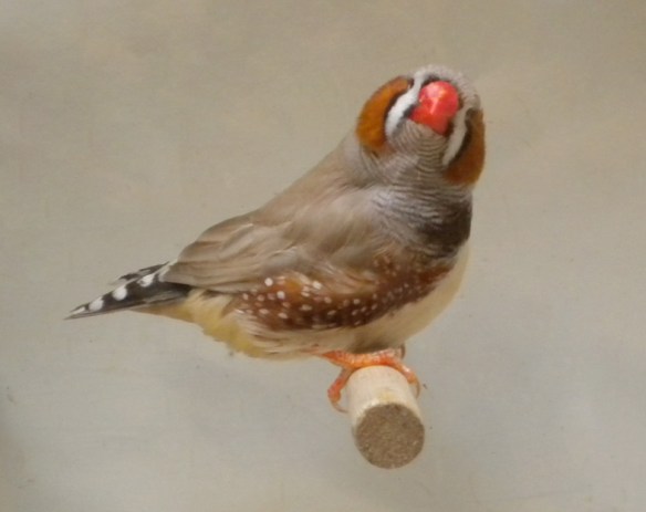 Diamante mandarino bruno inglese