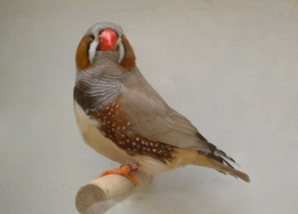 Diamante mandarino bruno inglese