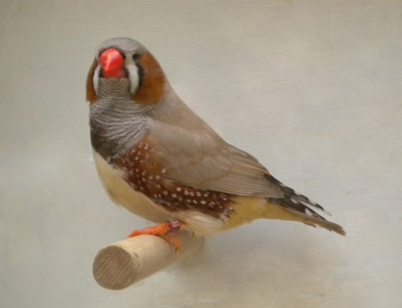 Diamante mandarino bruno inglese