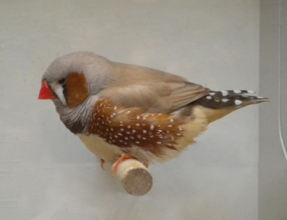 Diamante mandarino bruno inglese