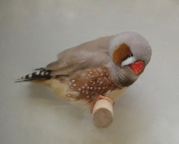 Diamante mandarino bruno inglese