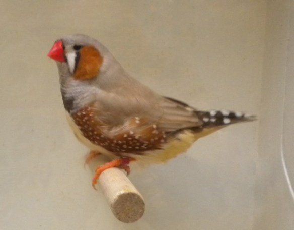 Diamante mandarino bruno inglese