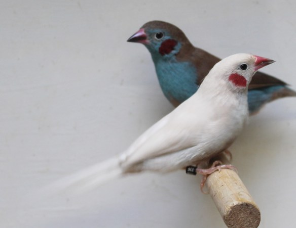 Opale ed ancestrale a confronto