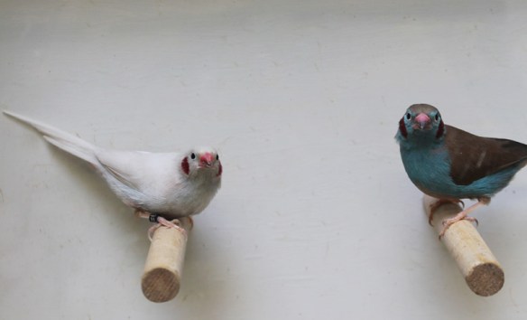 Opale ed ancestrale a confronto