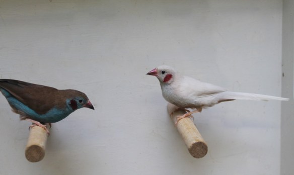 Opale ed ancestrale a confronto