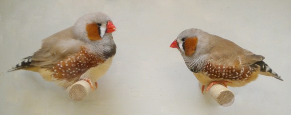 A sinistra d. m. bruno inglese, a destra d. m. bruno europeo