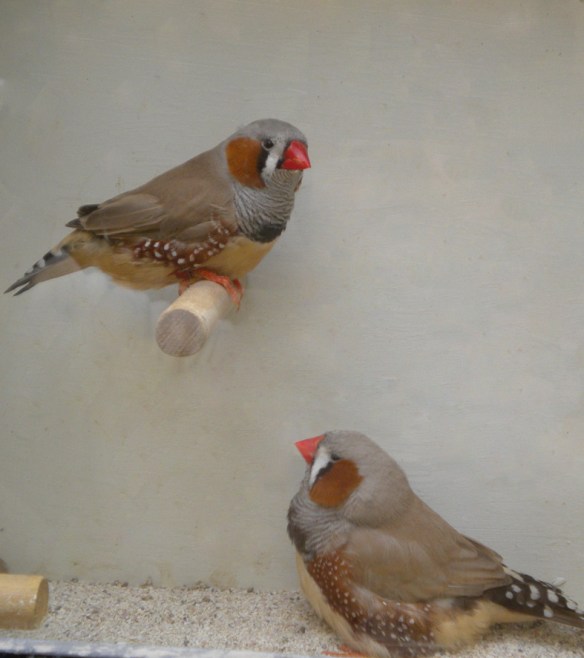 D. m. europeo in alto e d. m. inglese in basso