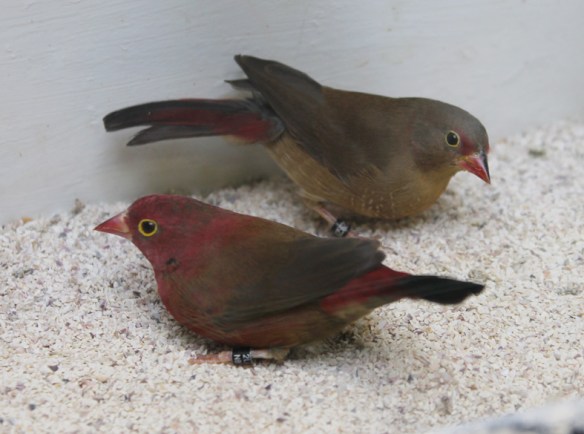 Amaranto del Senegal (coppia)