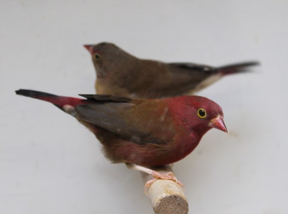 Amaranto del Senegal (coppia)