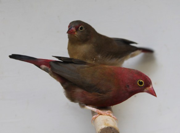 Amaranto del Senegal (coppia)