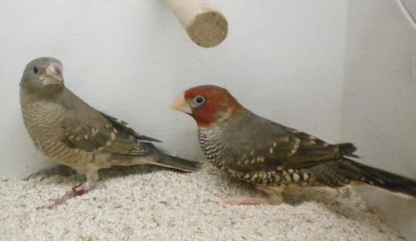 Amadina testa rossa (coppia)