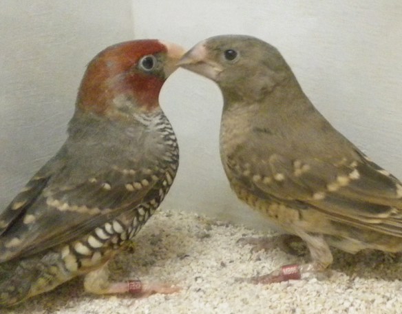 Amadina testa rossa (coppia)