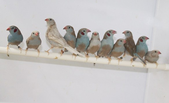 Cordon blu opale e portatori in voliera