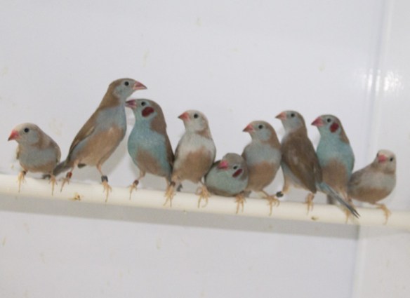 Cordon blu opale e portatori in voliera