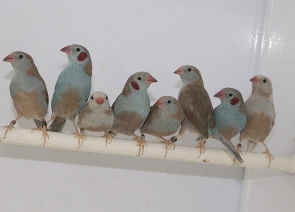 Cordon blu opale e portatori in voliera