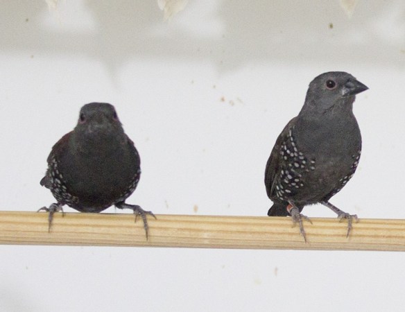 Astrilde di Dibowskii (coppia)