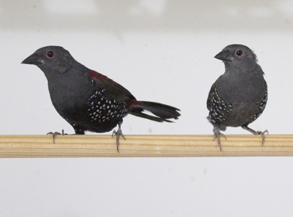 Astrilde di Dibowskii (coppia)