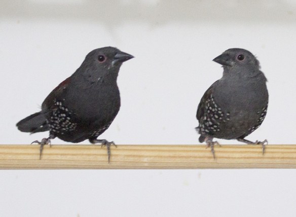 Astrilde di Dibowskii (coppia)