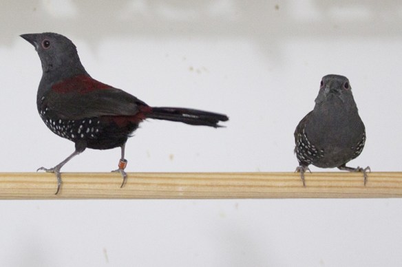 Astrilde di Dibowskii (coppia)