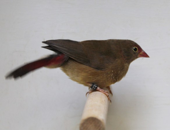 Amaranto del Senegal (femmina)