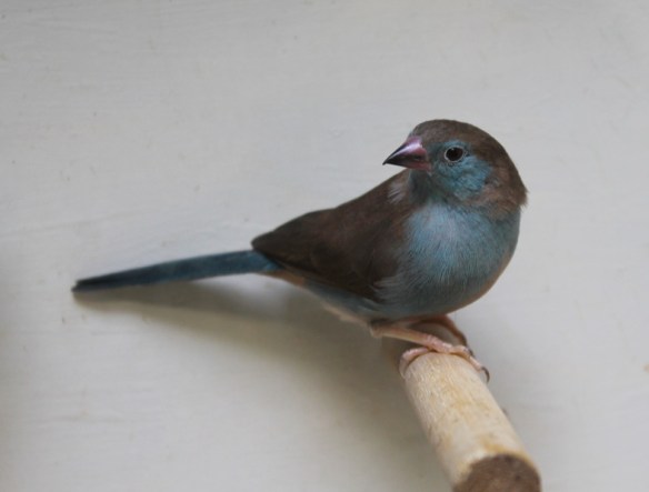 Cordon blu (femmina)