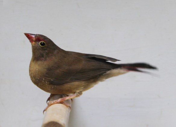 Amaranto del Senegal (femmina)